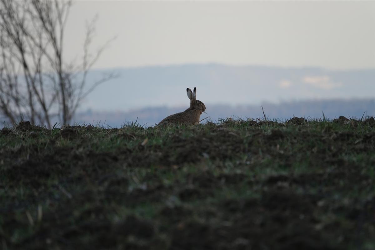 Der Osterhase ist auf dem Weg... Von Eckbert Kaiser aus Hailfingen. 