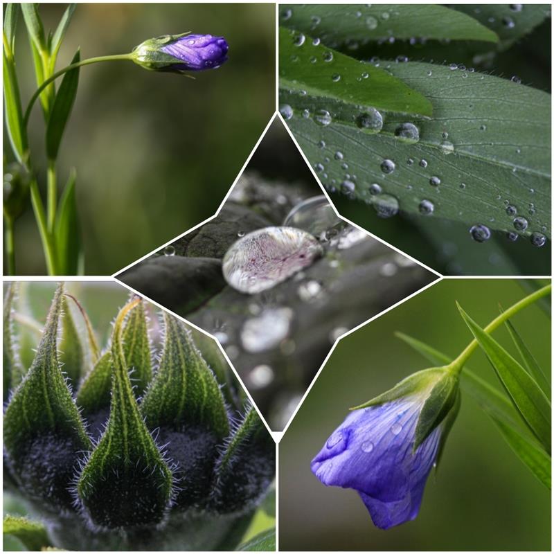 Der Regen hat auch schöne Seiten... Von Natalie Politz aus Hildrizhausen.