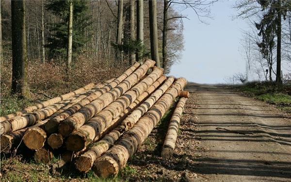 Der Revierleiter hat für seine Dienstleistungen beim Holzverkauf 1,76 Euro pro Festmeter berechnet. GB-Foto: Bäuerle
