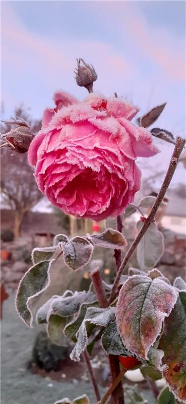 Der Rosenzauber am frostigen Morgen stach Sibyla Hafner  in Deckenpfronn  ins Au...