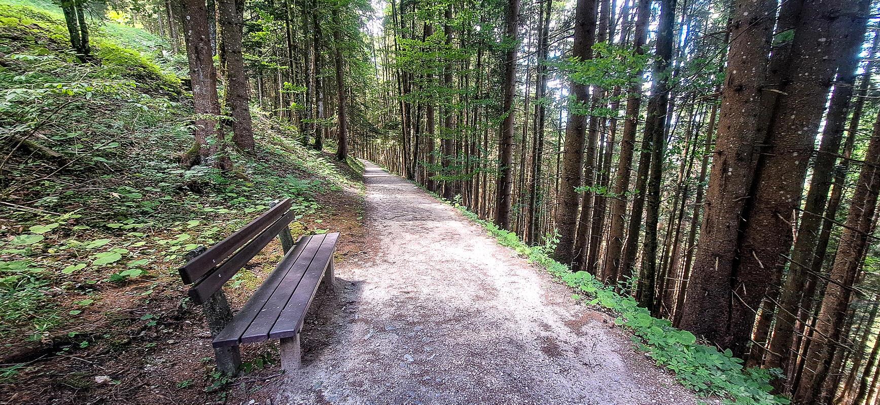 Der Schatten im Wald tut bei der Hitze so gut ...  Von Natalie Politz aus Hildri...