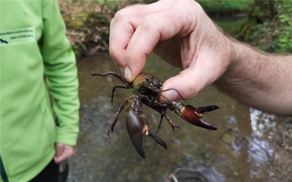 Der Signalkrebs, eine der gefährlichen invasiven Arten. Er bildet große Populationen und schädigt andere Arten, weil er Amphibienlaich und Kaulquappen frisst und Krankheiten überträgt, an denen andere Tierarten sterben. GB-Foto: gb
