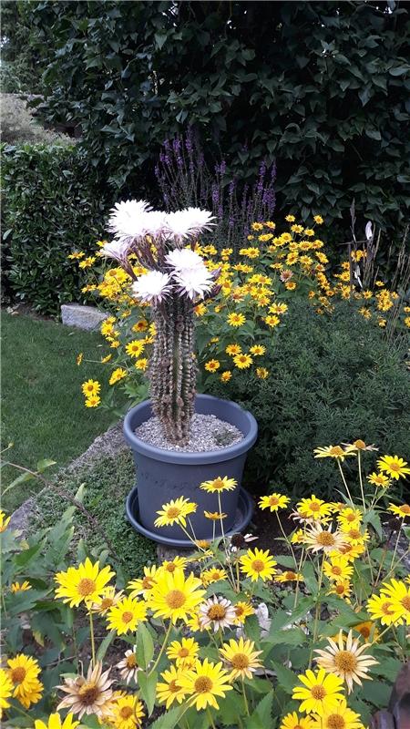 Der Sommer ist da. Zumindest im Garten des Kuppingers Armin Creyaufmüller. 