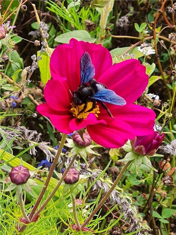 Der Sommer ist zu Ende und das Blütenangebot wird immer weniger. Da ist Vorsorge...
