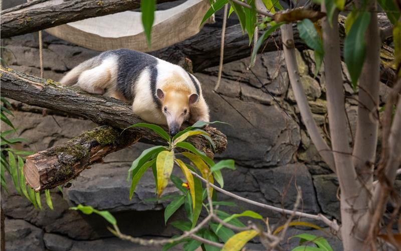 „Gäubote“-Familien-Tour: Seltene Tiere und seltene Pflanzen in der Wilhelma Der Tamandua ist ein Ameisenbär, der auf Bäumen lebt. GB-Foto: Wilhelma