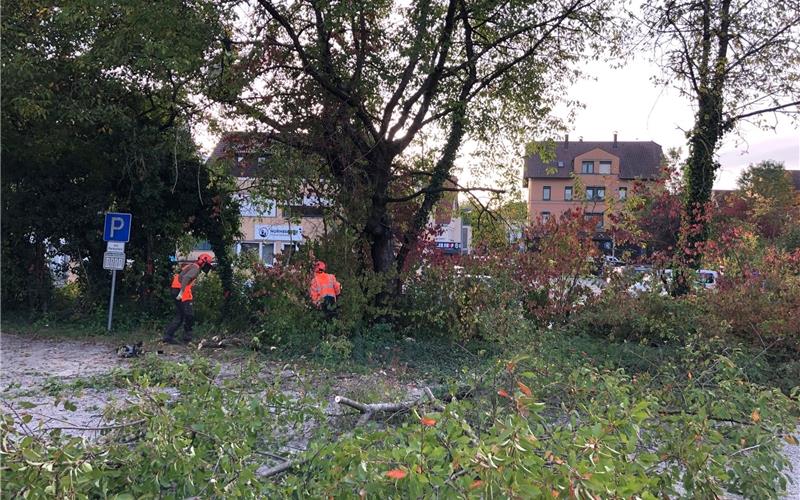 Der Vorher-Nachher-Effekt des Baumrückschnitts ist auf dem Parkplatz zwischen Horber Straße und Nagolder Straße mittlerweile deutlich sichtbar. GB-Foto: gb