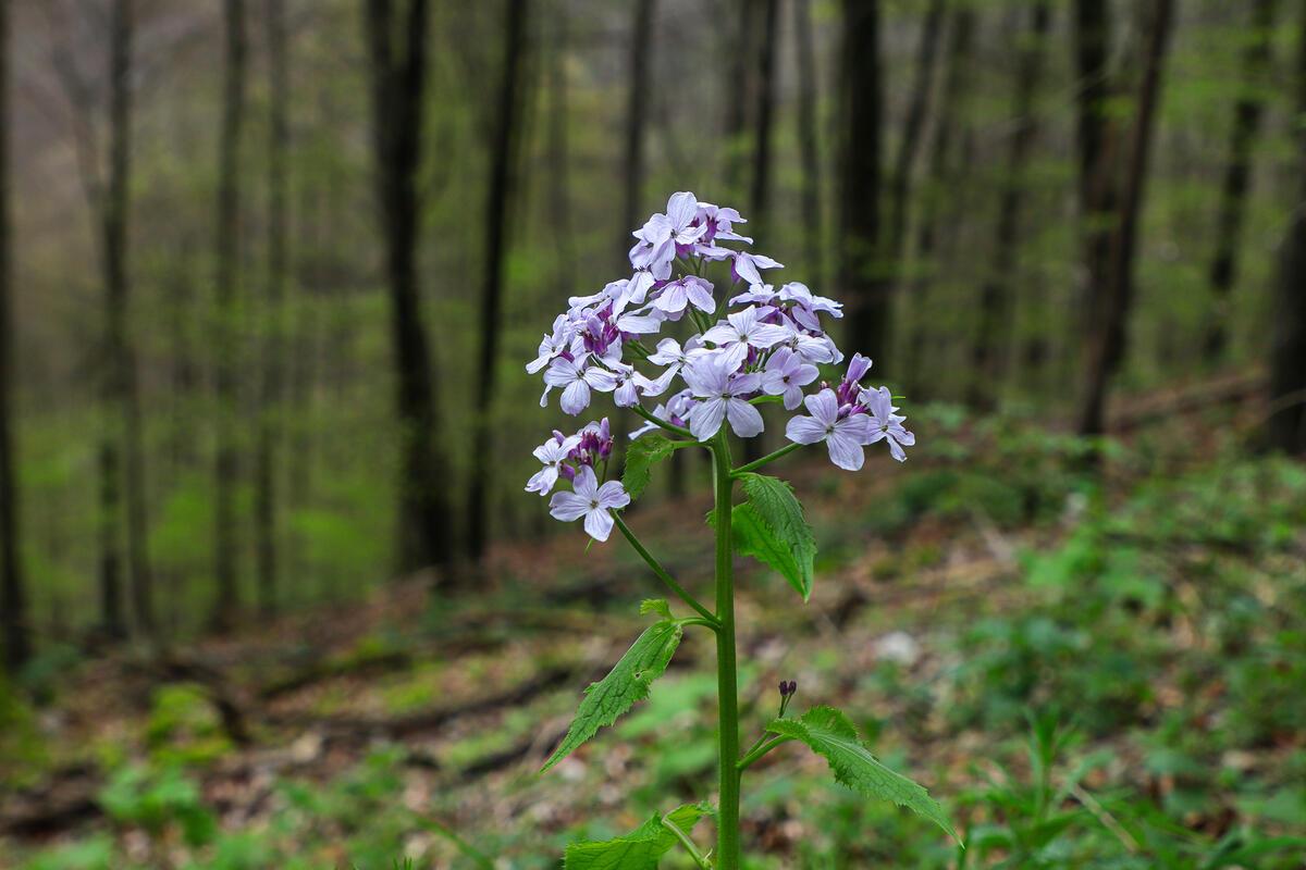 Der Wald ist voll mit Mondviolen ... so schön.  Von Natalie Politz aus Hildrizha...