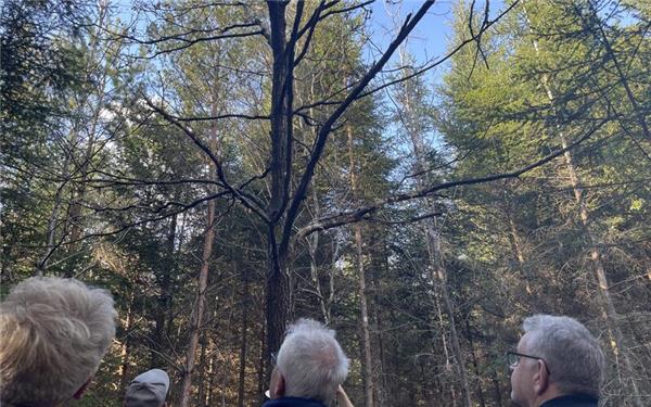 Der Waldbegang lieferte Einblicke in die Herausforderungen und Maßnahmen der modernen Forstwirtschaft. GB-Foto: Strienz