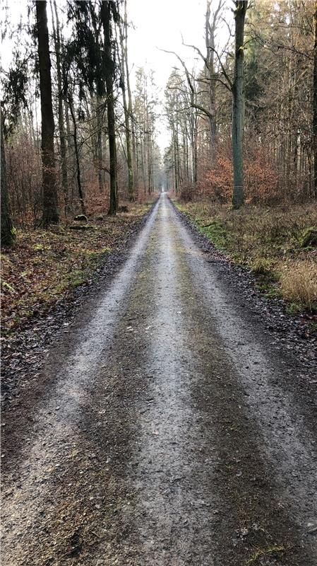 "Der Weg ist das Ziel. Letzten Sonntag gehörte der Wald mir alleine", sagt Carme...