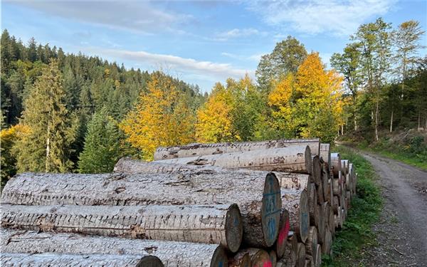 Der Wildberger Stadtwald wirft in diesem Jahr nach einem überdurchschnittlichen Holzeinschlag von 9278 Festmetern voraussichtlich einen Überschuss von 108700 Euro ab. GB-Foto: Priestersbach