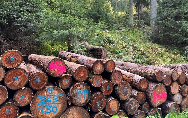 Der Wildberger Stadtwald wirft in diesem Jahr und nach einem Holzeinschlag von 8350 Festmetern voraussichtlich einen Überschuss von 162600 Euro ab. GB-Foto: Priestersbach
