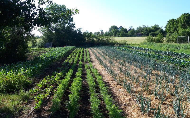 Der „Wilde Farm“-Acker mit der Reihen-Mischkultur (Bild links): Im Naturfreundehaus wird aus dem Gemüse der Farm dann ein leckeres Menü – zum Beispiel gebratener Fenchel mit Brokkoli auf einer Mangold-Zuckererbsen-Creme mit Zitronenbutter.GB-Fotos: gb