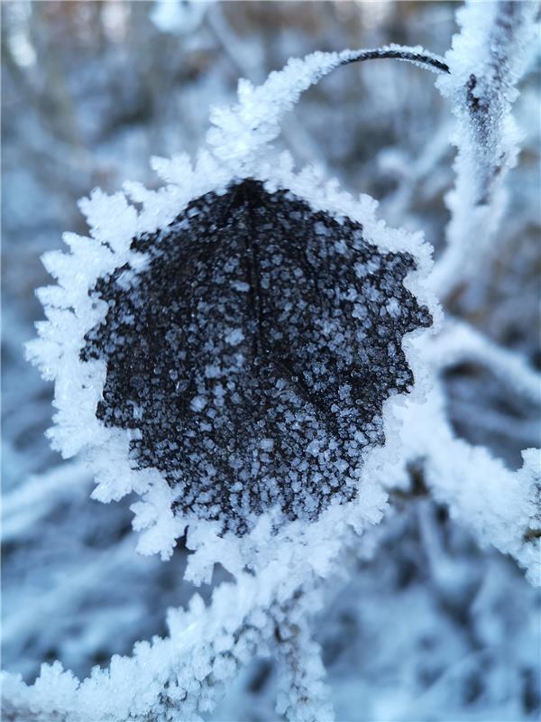 „Der Winter malt mit Zeit und Stille“.  Von Ursula Schmid aus Rohrau.