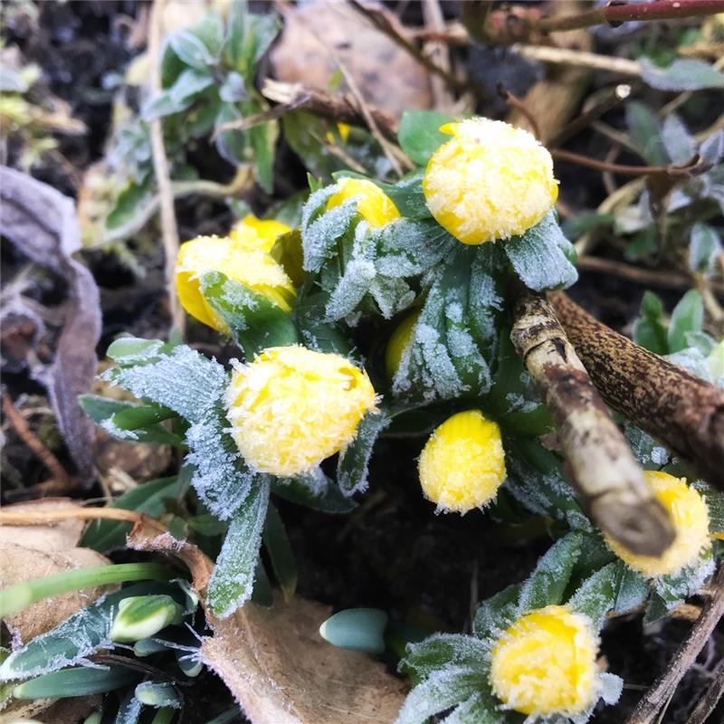 Der Winterling trotzt den Nachtfrösten in Nebringen. Von Anja Schnotz aus Gäufel...