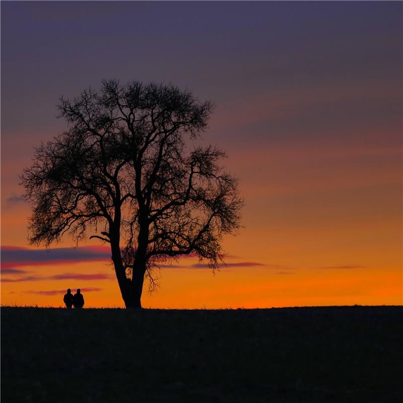 Der alte Birnenbaum, zwischen Herrenberg und Gültstein, im Abendrot.  Von Anne B...