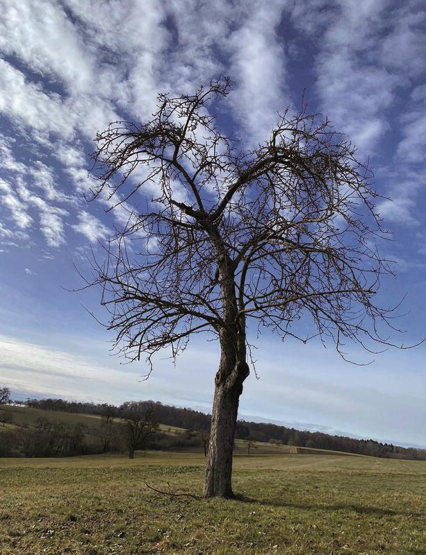Der dampfende Baum. Von Rainer Bruckner.