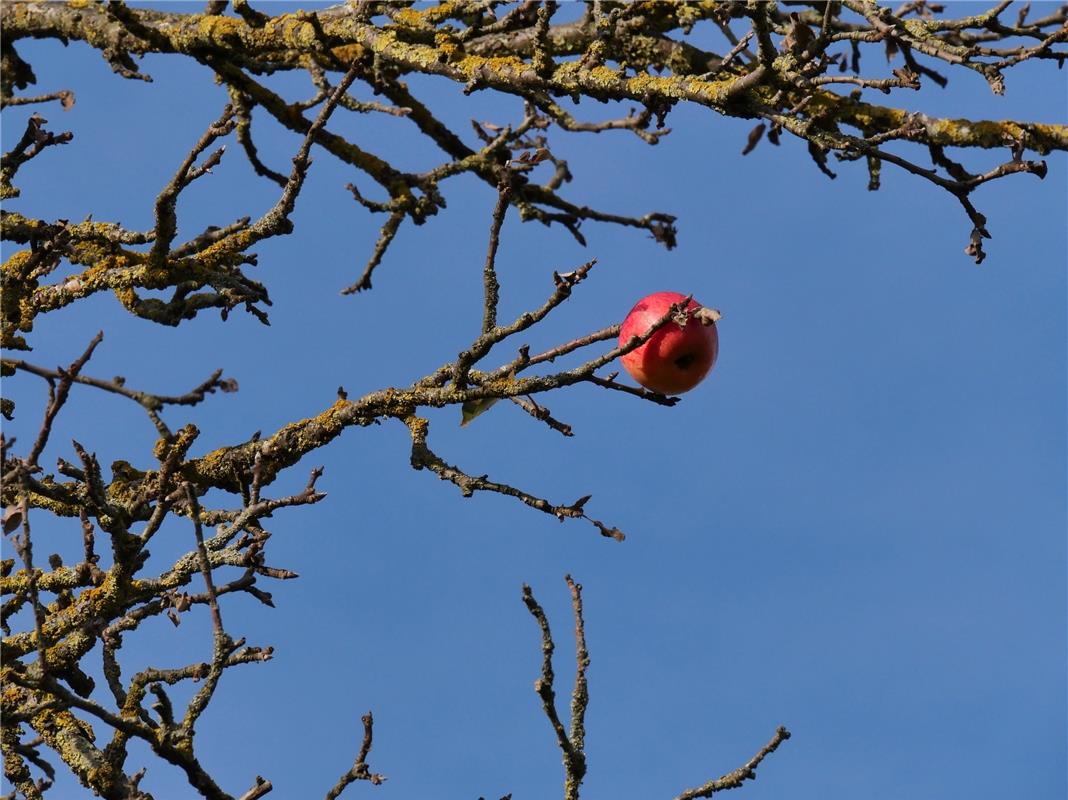 "Der einsame Apfelbaum am Rande des neuen Freizeitgeländes in Herrenberg lädt no...