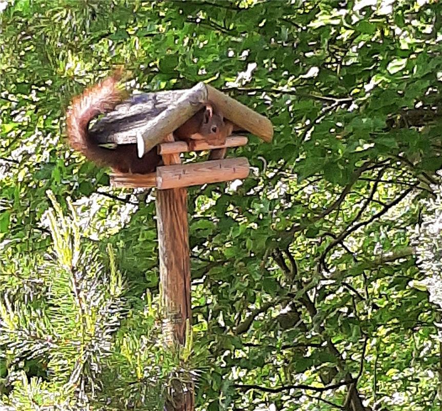 Der etwas "andere" Vogel holt sich sein Futter. Von Doris Süsser aus Deckenpfron...