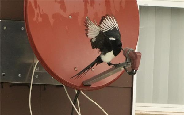 Der „fliegende Reporter“ bringt die neuesten Nachrichten (aufgenommen von Sieghard Gillich aus Bondorf)