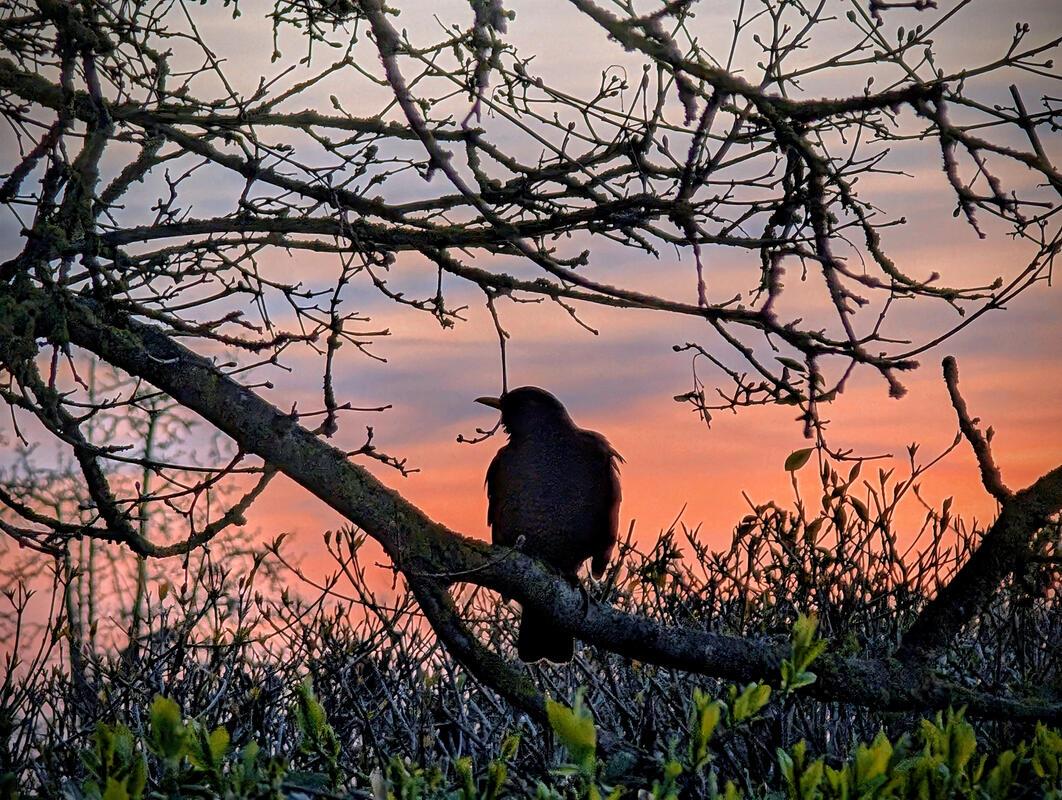 Der frühe Vogel ...  Von Eva Althoff-Nüßle aus Herrenberg.
