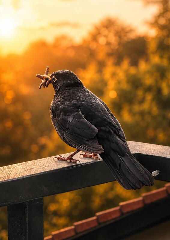 Der frühe Vogel fängt den Wurm ...  Von Sigrid Kindler aus Wildberg.