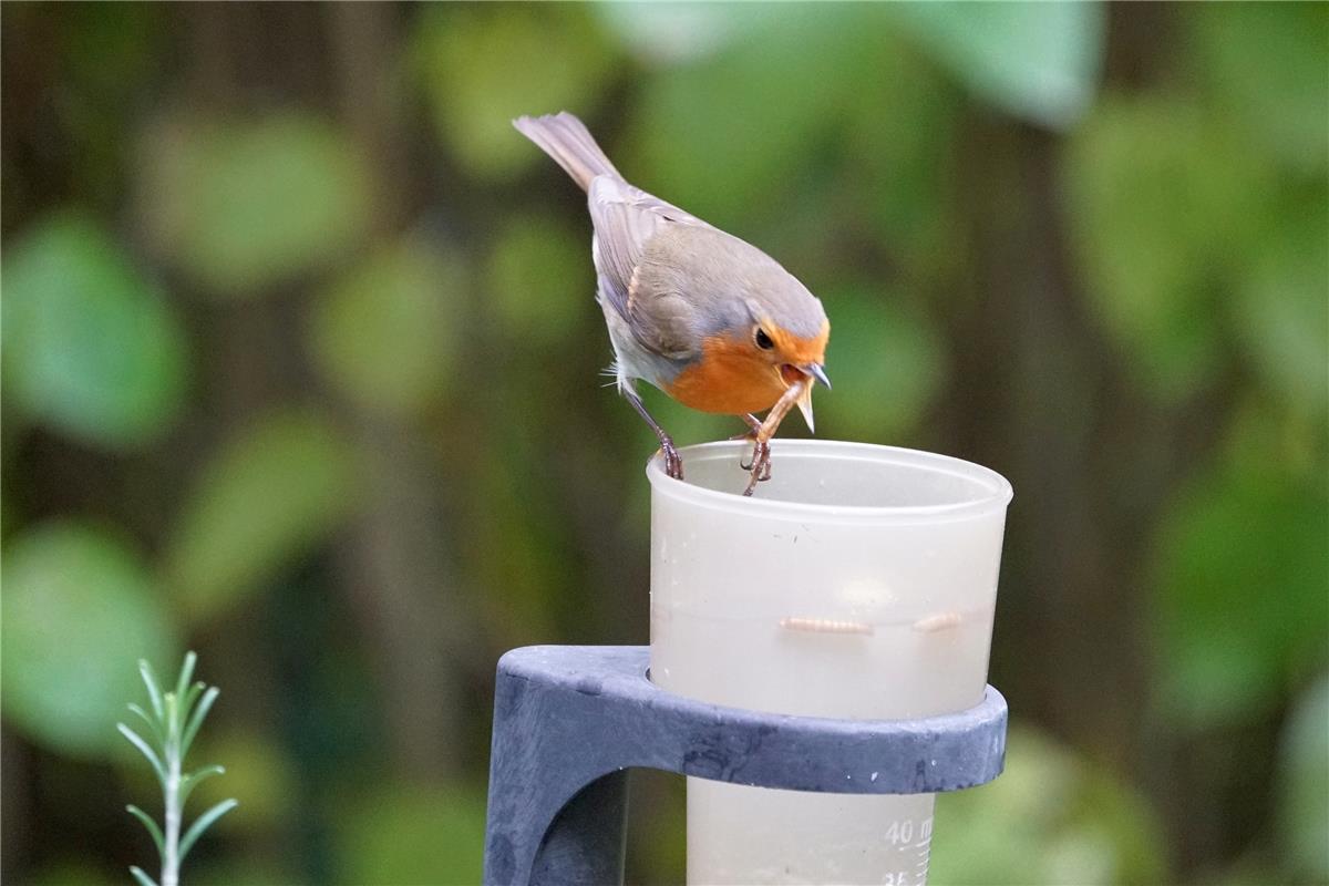 Der frühe Vogel fängt den Wurm, weiß Sieghard Gillich aus Bondorf. 