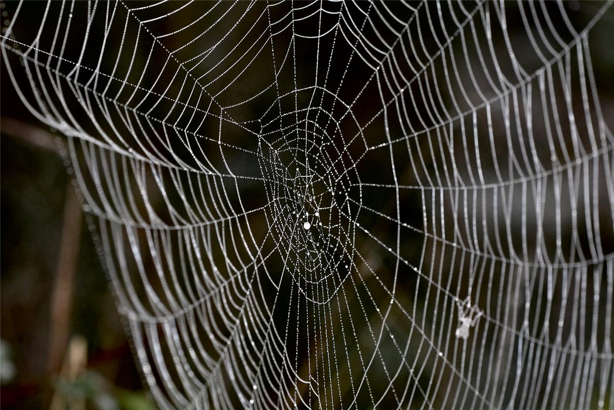 Der morgendliche Frühnebel lässt die Spinnweben wie Kunstwerke aussehen.  Von Ec...