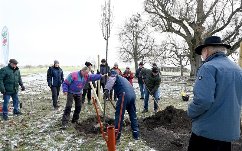 Der neue Setzling muss gehegt und gepflegt werden. GB-Foto: Holom