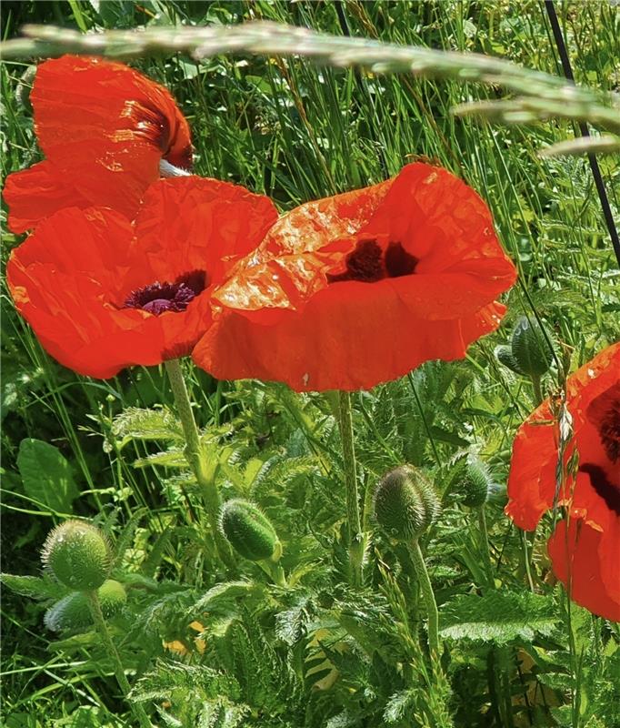 Der riesigen Klatschmohnblume auf der Spur war Sabine Humm beim Spaziergang mit ...