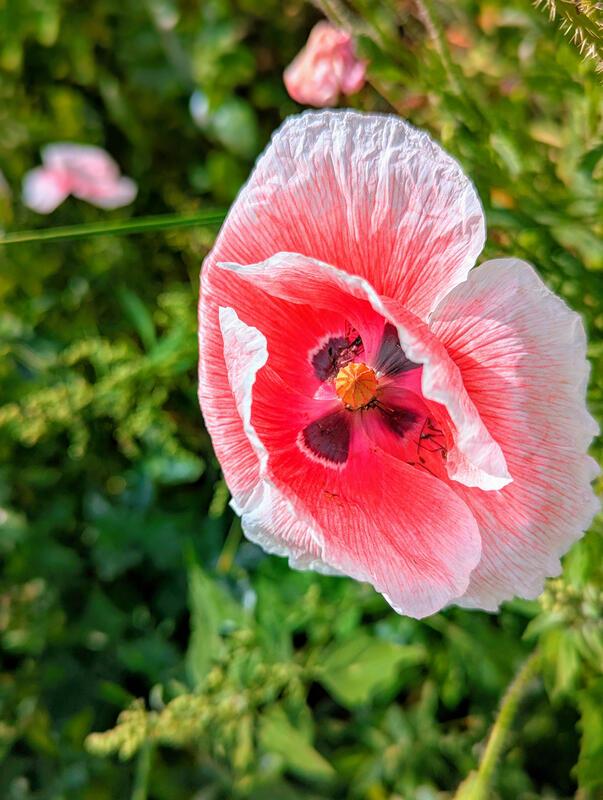 Der schönste Mohn der Welt – wie ein Herz.  Von Silas Elsner aus Mönchberg.