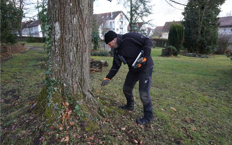 Der städtische Baumkontrolleur Christhoph Stotz untersucht die Bäume in der Stadt – hier auf dem alten Stadtfriedhof – regelmäßig, teilweise mit speziellen Geräten GB-Foto: gb