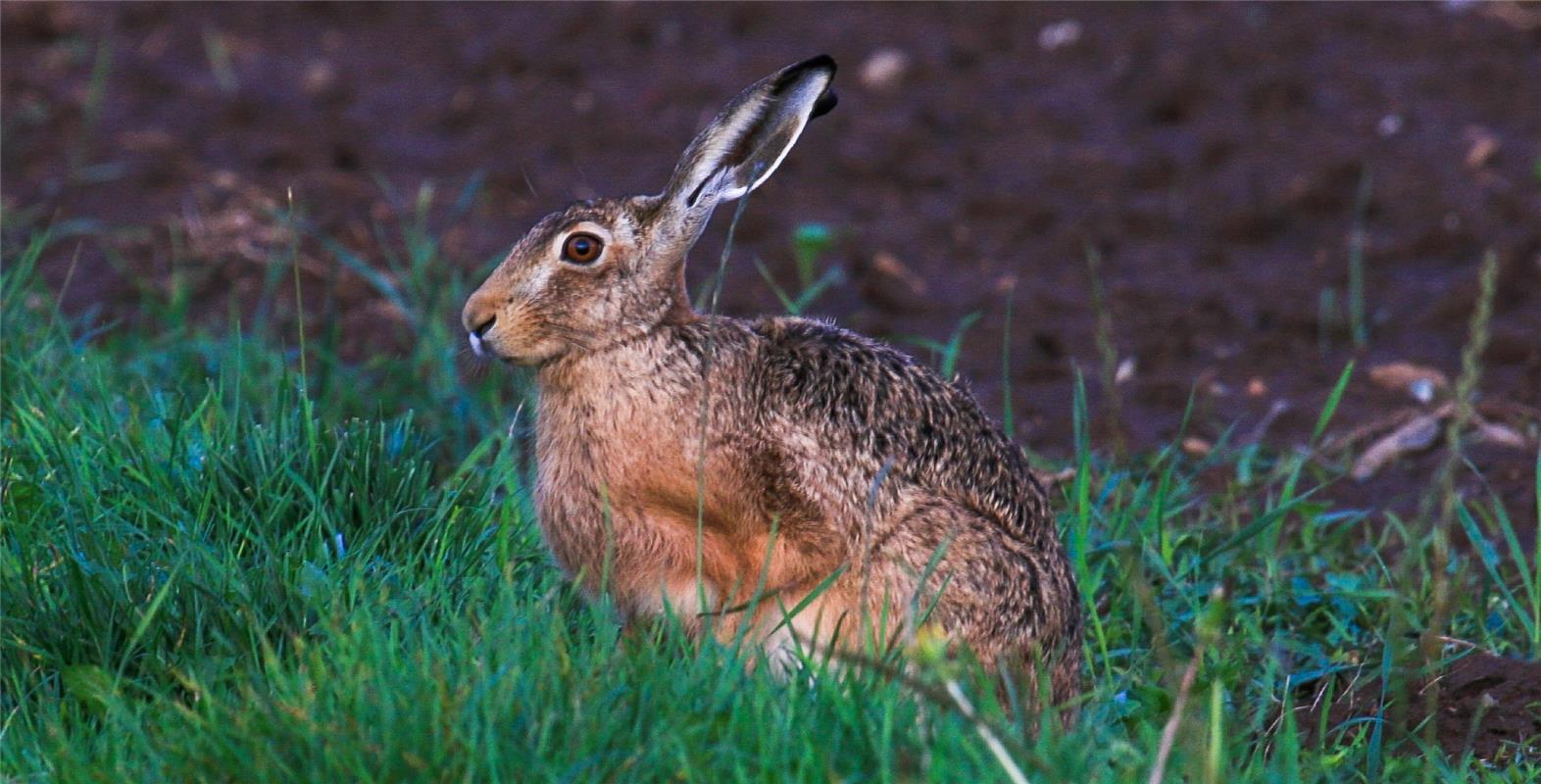 Der süße Hasi ... Von Natalie Politz aus Hildrizhausen.