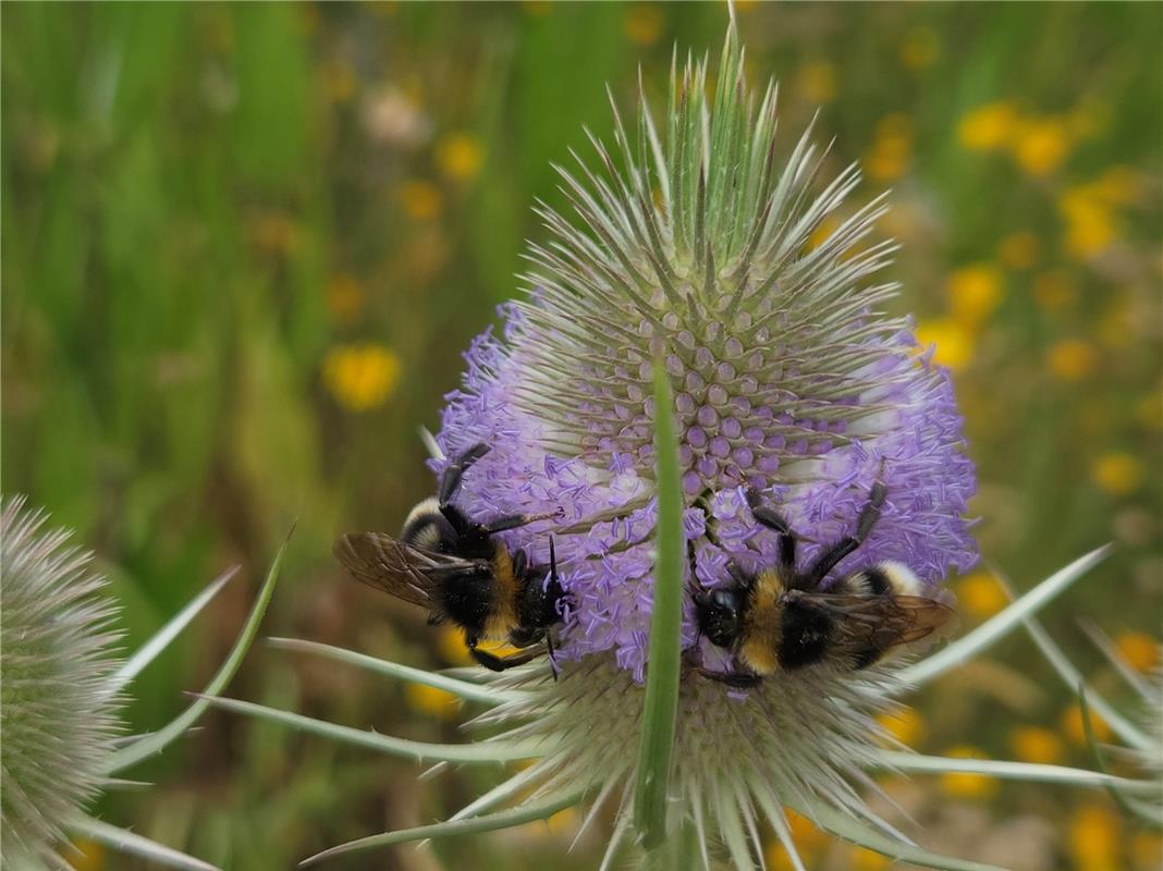 Der von Nabu in Herrenberg angelegte, insektenfreundliche Grünstreifen an der Hi...