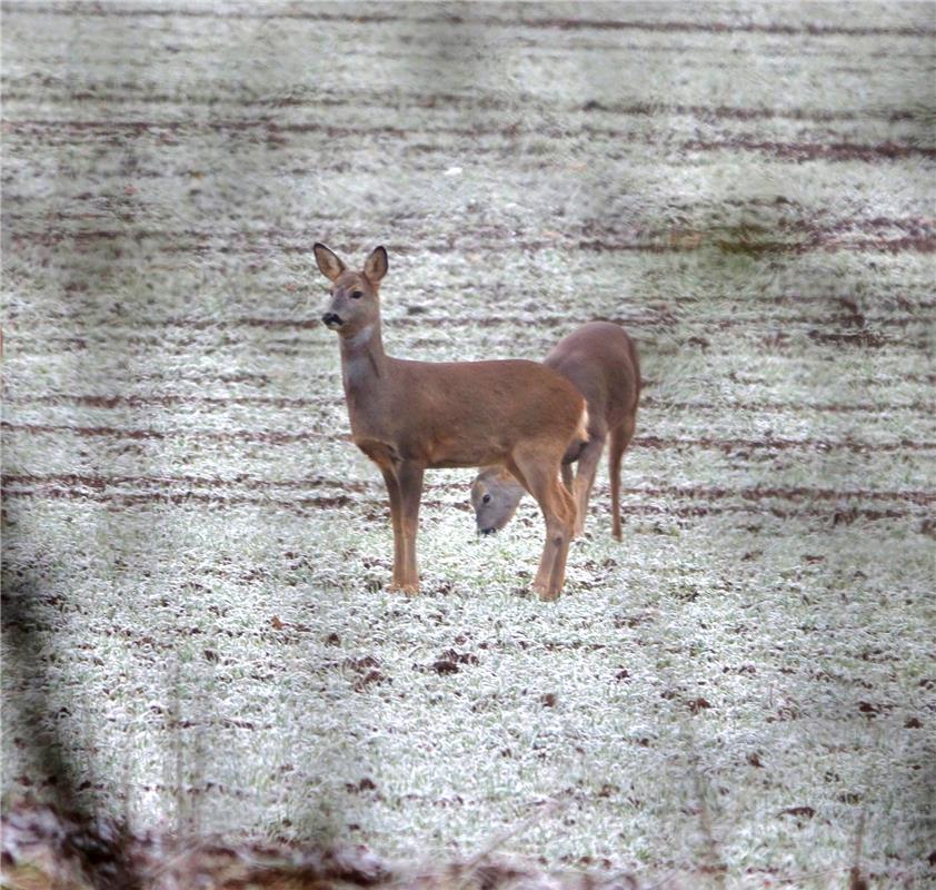 Derzeit ist die Futtersuche bei eisigen Temperaturen nicht so einfach.  Von Eckb...