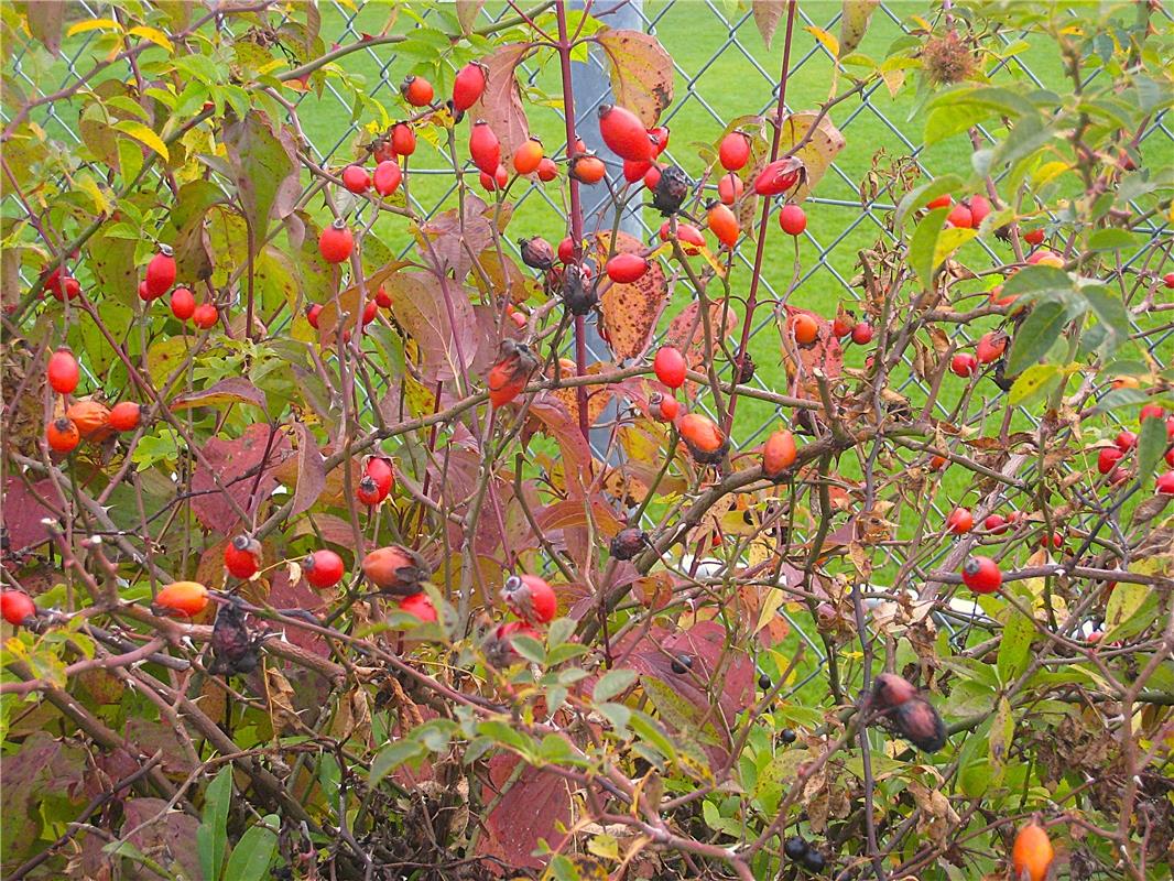 Des müsst a Gläsle Hägamark langa! Von Frank Winter aus Nebringen.