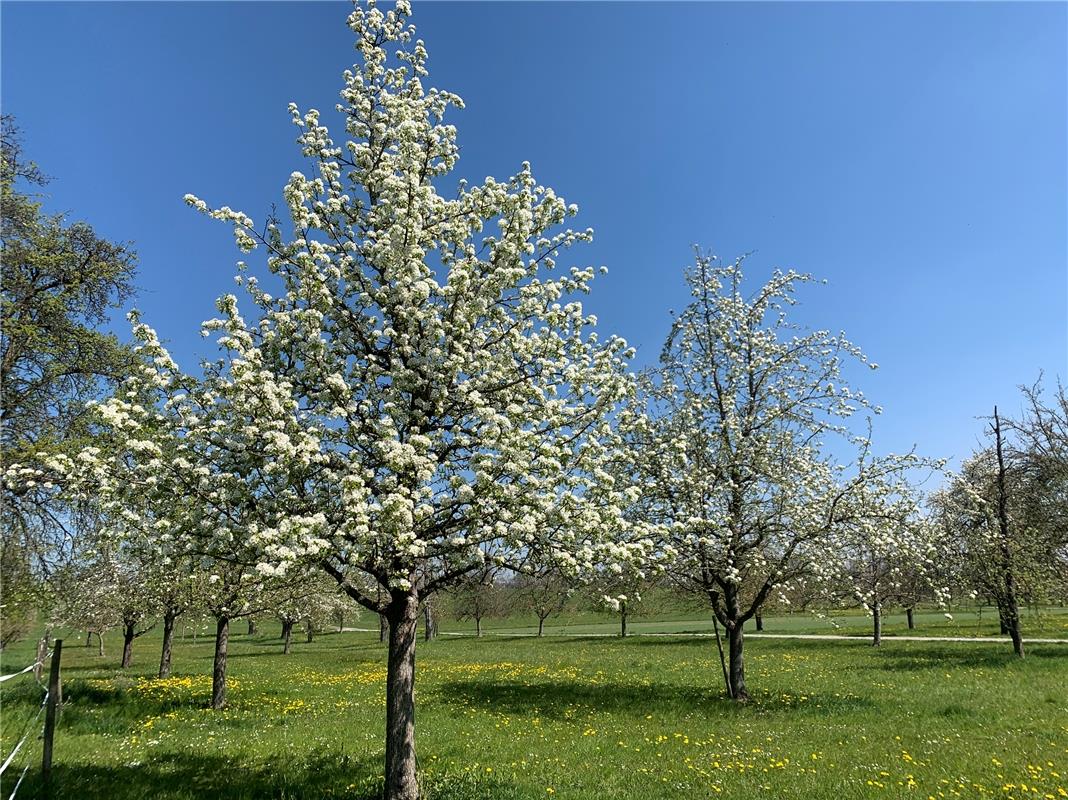 Deutlich verspätet kommt in diesem Jahr die Birnbaumblüte, stellt Gottfried  Sch...