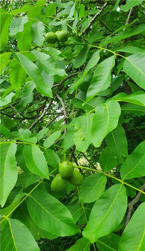 Dicke Früchte am Kuppinger Wegesrand. Fotografiert Sabine Humm aus Herrenberg.