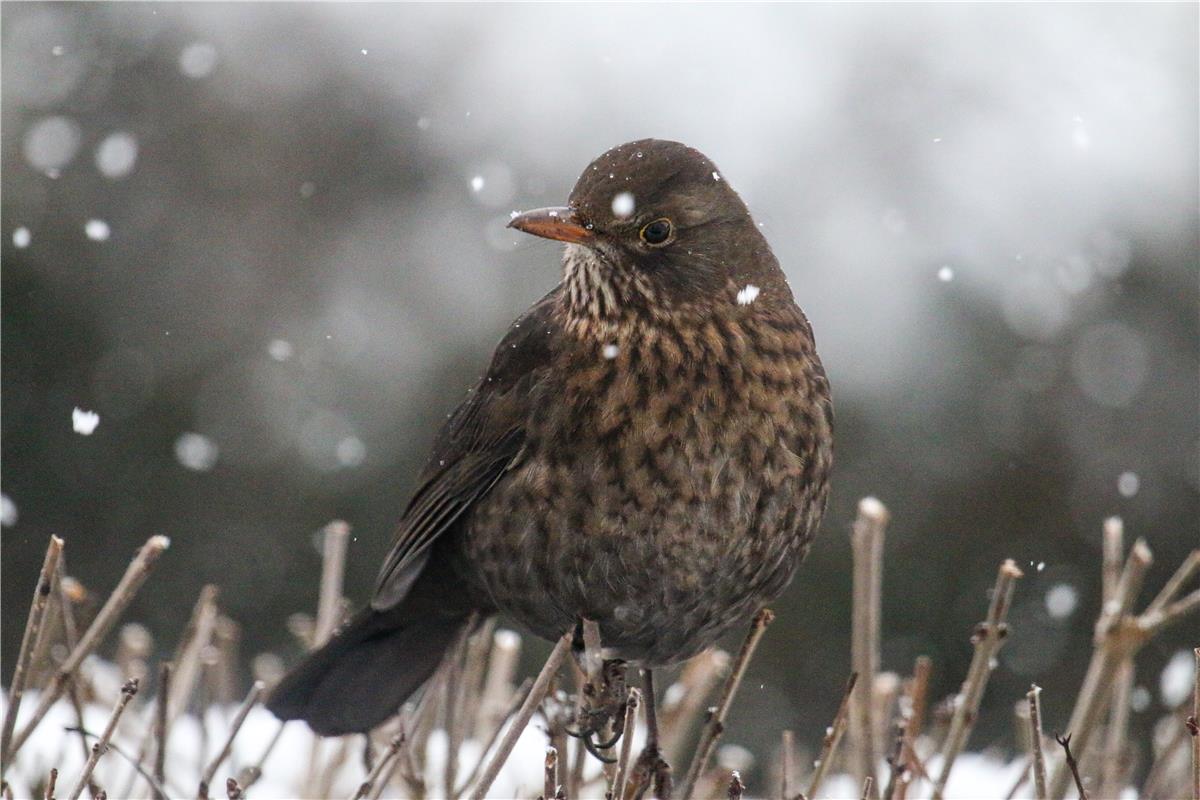 Die Amsel. Von Natalie Politz aus Hildrizhausen.