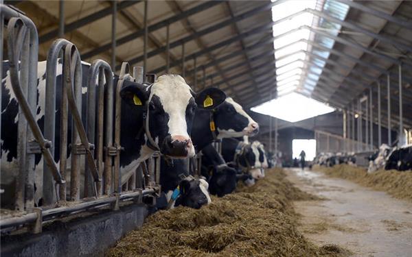 Die Anbindehaltung von Rindern soll abgeschafft werden, finden drei Kandidaten. GB-Foto (Symbolbild): WADII – stock.adobe.com