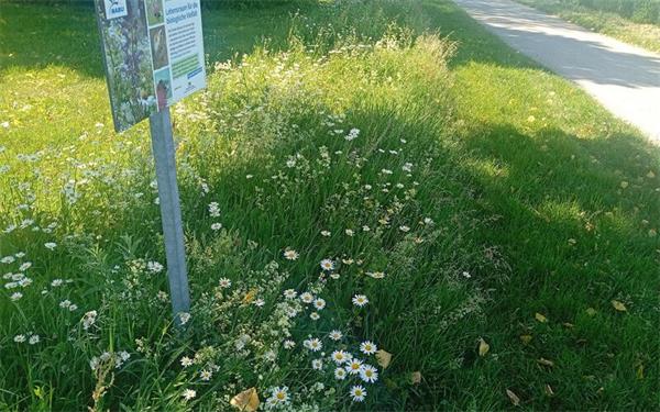Die Ansaat im Herbst schafft die Grundlage für die Entwicklung der neuen Blühwiesen. GB-Foto: gb