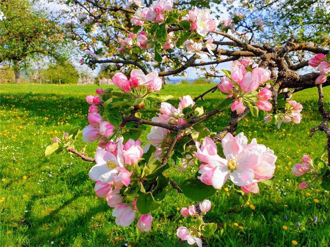 Die Apfelblüte in Kayh gefällt Ulrike Hätinger.