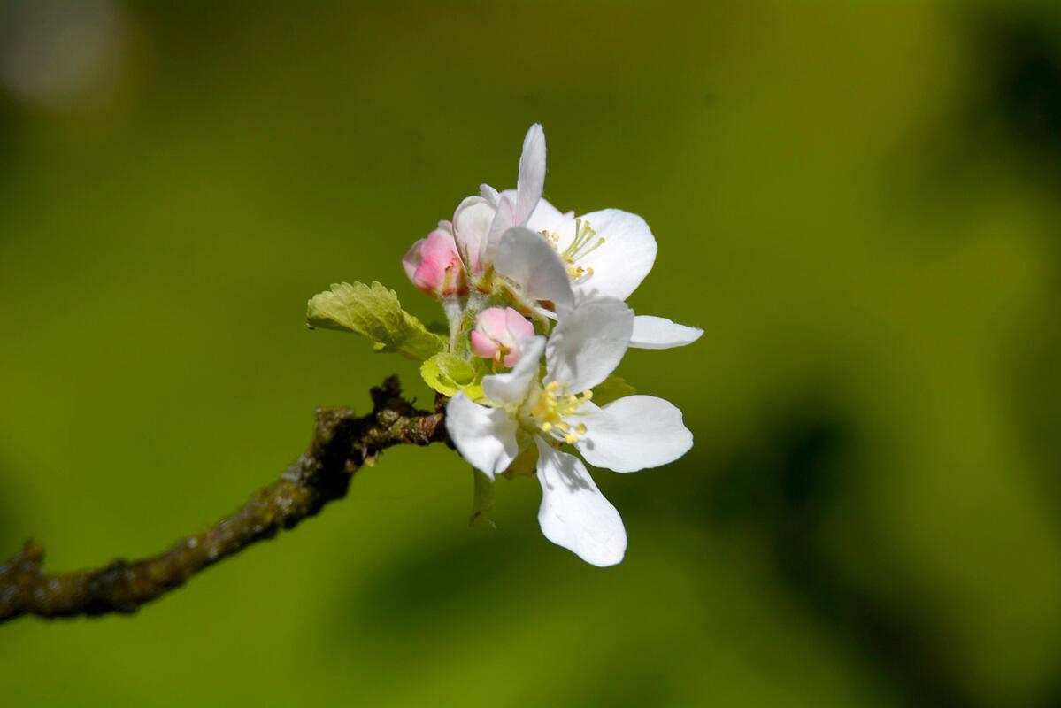 Die Apfelblüte zeigt sich von ihrer schönsten Seite.  Von Eckbert Kaiser aus Hai...