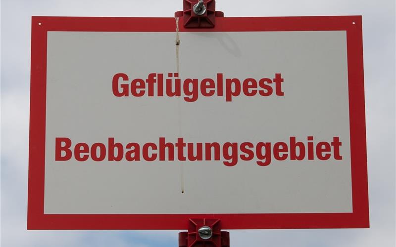 Weiterer Geflügelpestbefund bei Wildente in Waldenbuch Die Aufstallungspflicht gilt noch bis zum Ende des Monats. GB-Foto (Symbolbild): Schmidt
