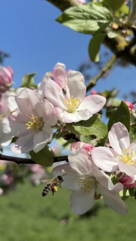 Die Bienchen sind schon fleißig ...  Von Karin Gründler aus Herrenberg.