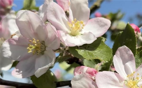 Die Bienen sind schon fleißig am Werk(fotografiert von Karin Gründler aus Herrenberg)