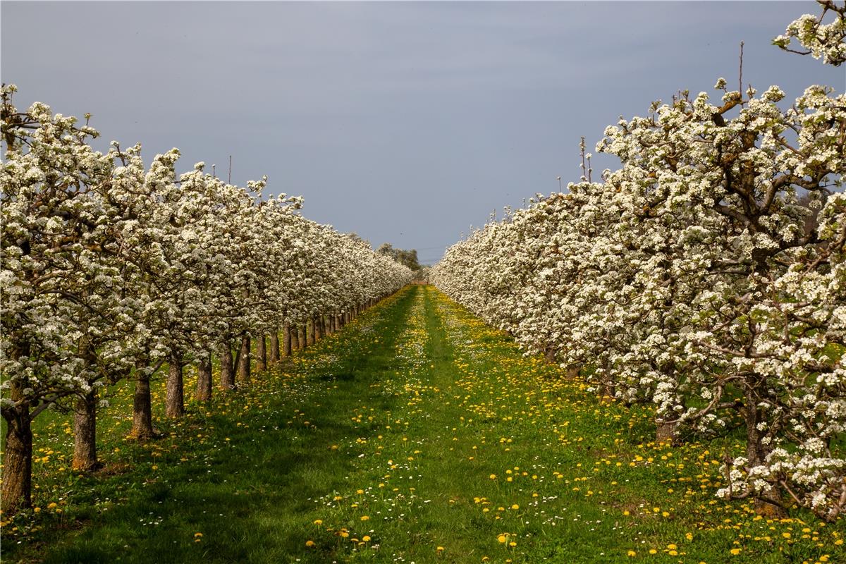 Die Birnbäume der Williams Christ Birne stehen in voller Blüte. Das wird bestimm...