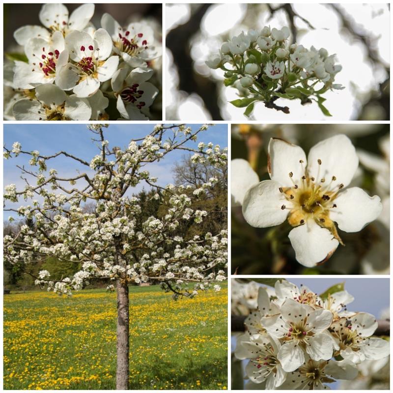 Die Birnenblüte...  Von Natalie Politz aus Hildrizhausen.