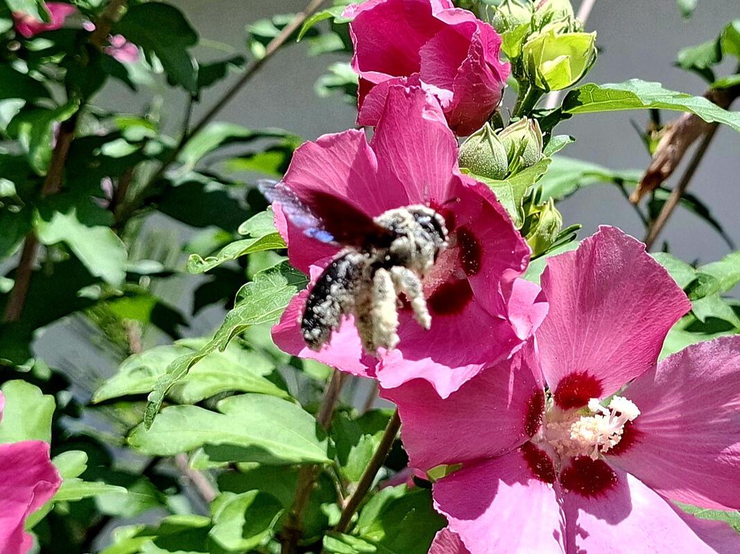 Die Blaue Holzbiene ist die größte heimische Wildbienenart in Deutschland. Sie i...