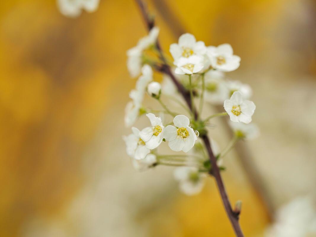 Die Blüten der weißen Rispenspiere in voller Pracht. Von Franz Weiß.