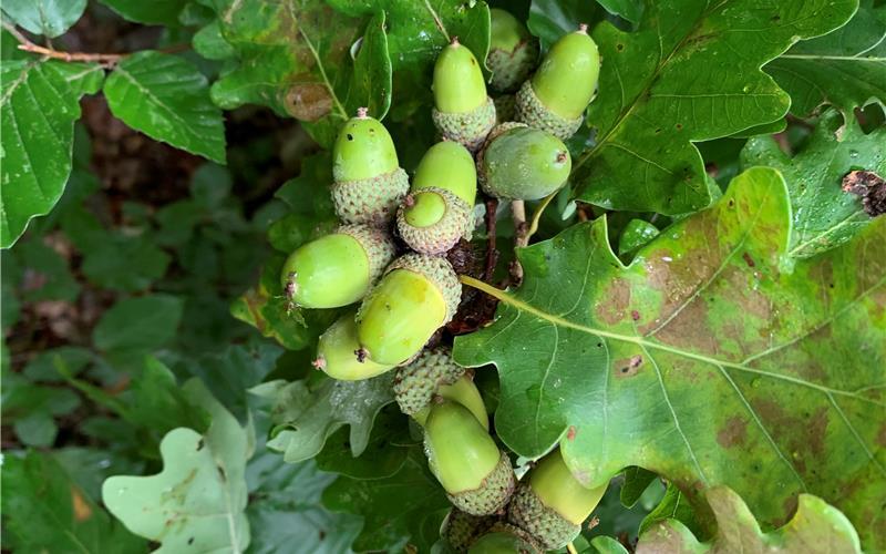 Die Eiche bleibt einer der wichtigsten Bäume für den Waldumbau. GB-Foto: gb